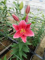 [5672 VZ W09 0741-01 No01.JPG]